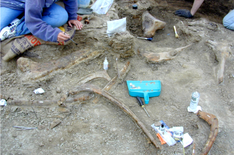 Study finds marks in fossilized dinosaur bones may not always be bite marks