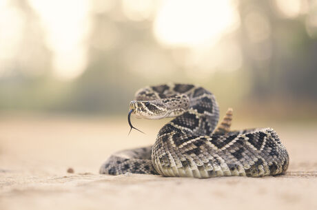 Rattlesnake personalities may influence venom expenditure during defensive bites