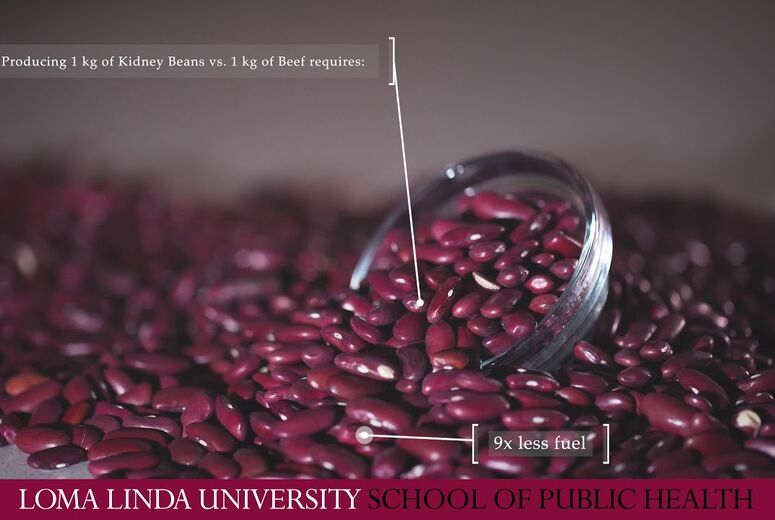 Nutrition, PhD video